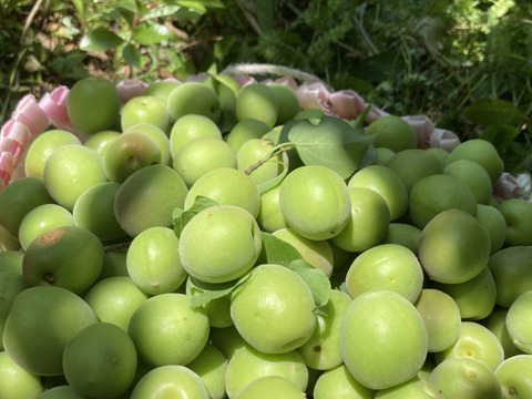 🟢梅酒、梅酵素ets最適❗️高知産自然農青梅⭐️農薬除草剤なし中〜大きめ2キロ