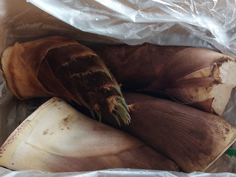 春の味覚！朝採れ❣️たけのこ<千葉県産 4kg>
米ぬか、鷹の爪付き