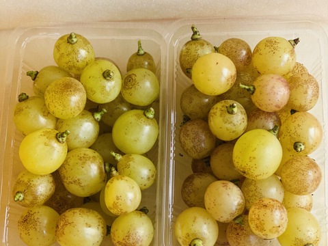 岡山県産✨種なし皮ごと✨紅環🍇そのまま食べやすく加工にもしやすい🎶粒入1.5kg以上