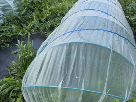 【綺】至福の糖度15-16【サンダーボルト】リジェネレーション『大里果樹園のスイカ』4L-5L