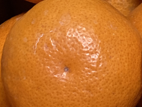 樹になったまま、色づいた　宮川早生みかん（無選別無階級 1.2級品こみこみ）　９K入り