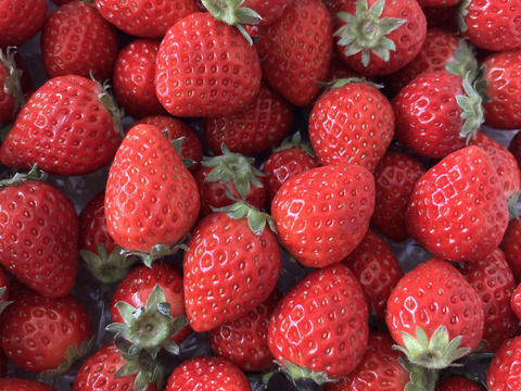 よつぼし☆小粒2kg