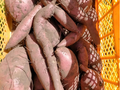 シルクスイート1 農薬化学肥料不使用さつまいも 蒜山高原 岡山県 絹のように滑らか食感 岡山県産 食べチョク 農家 漁師の産直ネット通販 旬の食材を生産者直送