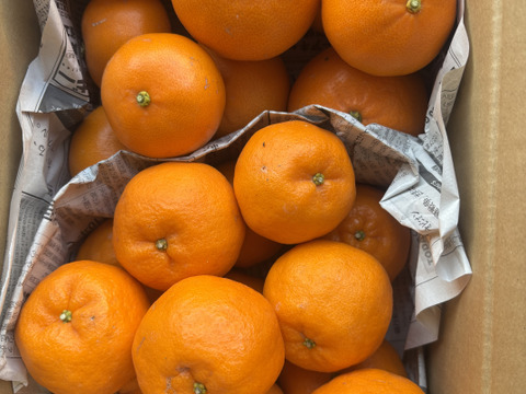 【食べ比べ】せとかとポンカン　3ｋ箱　除草剤使用無　万田酵素散布