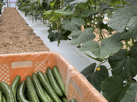 【漬物用】新鮮カリッと！きゅうり小分け１キロ袋✖︎４袋