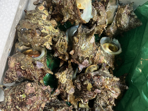 活き活き!!
小泊産天然サザエ1kg