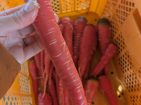2026年　お正月お迎え野菜セット