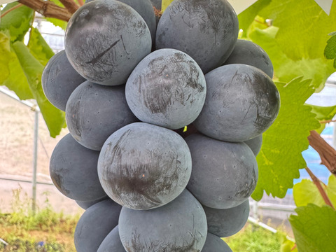 【プレミアムギフト】シャインマスカット・ナガノパープル