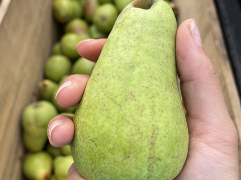 【規格外】洋梨 バートレット40個