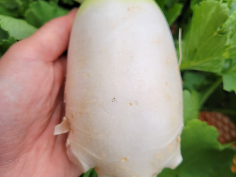 自然栽培認証ミニ大根2キロ