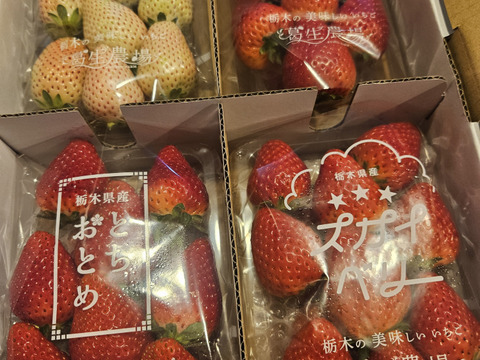 【春イチゴ】【お得価格】摘みたて直送！ミルキーベリー入り！とちぎのいちご4種詰め合わせセット（4パック）（260ｇ×4パック）【いちご食べ比べ】