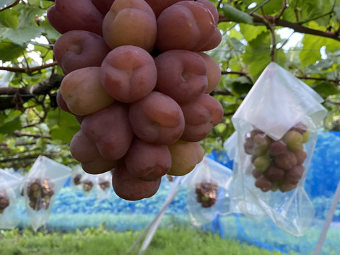 マイハート　家庭用　1キロ