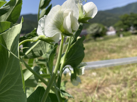 おべじの小さな畑便 ≪初夏のサラダ野菜セット≫