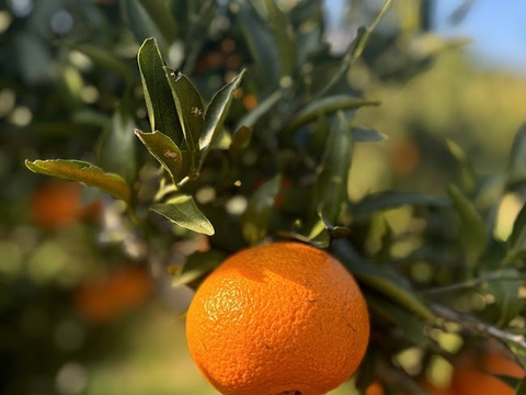 甘さ際立つ、冬のごほうび柑橘【津の輝き】2ｋｇ