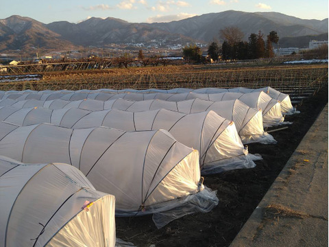 【期間限定】６／１２〜２０注文に限り
２５００円で販売します♪
希少種ミルフィーユ🌽生でも食べられる【朝採り即出荷】６本（2.4㎏）甘熟後順次発送いたします