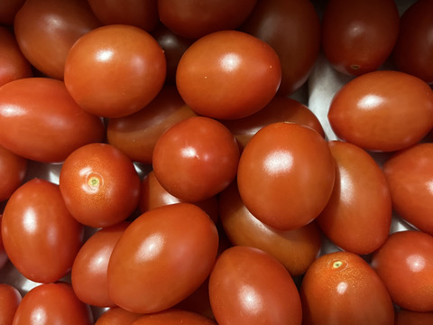【2箱セット】シシリアンルージュ1.3kg＆カラフルミニトマト1.3kg
