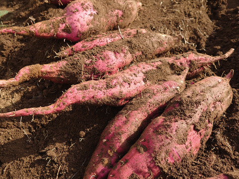 【農薬化学肥料不使用】【訳あり】しっとり甘いオレンジ色！ハロウィンスイート さつまいも 1ヶ月以上熟成 箱込み5kg