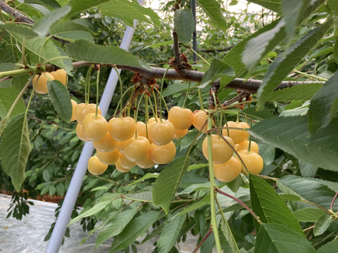 🍒さくらんぼ月山錦🍒特秀2Lサイズ　1キロ 500gパックバラ×2