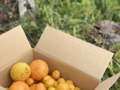 【残りわずか！】自然のなかで栽培　和製グレープフルーツの晩柑・伊予柑・金柑と青レモン詰め合わせ3kg