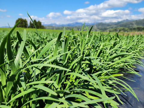 立山連峰の麓　自然豊かな環境で育った甘さと香り豊かなニラ　にら！！栽培期間中農薬、化学肥料不使用　100g×10束 ( 1kg )