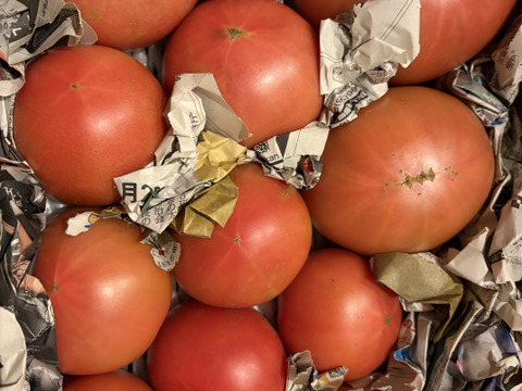 お母さんスタッフいちおし!!熊本県八代産訳ありトマト『おっぺしゃん』４kg