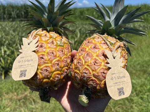 希少品種！！ホワイトココ(裂果あり)2〜3玉🥥🍍(2kg)：沖縄県産