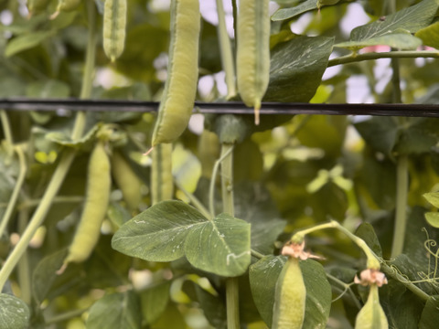 採れたてのウスイ実えんどう‼️1kg入‼️