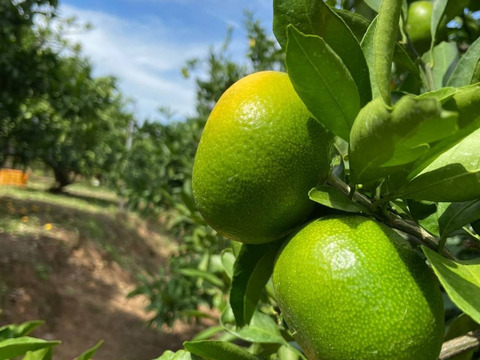 今が旬！極早生みかん（大小混合5㎏入り）
