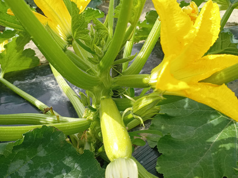 一口目は生で食べて欲しいにんじん　うす緑で皮が柔らかいズッキーニ　しっとりしたじゃがいも（とうや）のセット