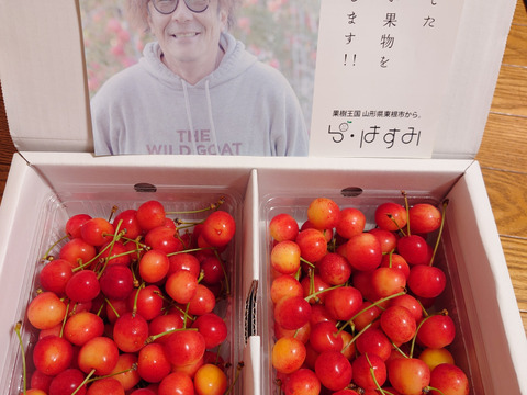 ★山形さくらんぼの産地東根市より初夏の味わい★～朝摘み～のもぎたて★さくらんぼ★佐藤錦★　ご家庭用　約１ｋｇ　ご家族でいかがですか？