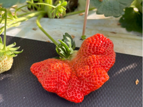 【ミシュラン御用達】🍓やみつきリピーター続出🍓累計数十万人が虜になる実力糖度『八女津姫ブランドいちご』大容量パッケージ約500g【冬ギフト】【3月上旬予約】