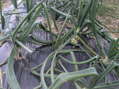 ❄☃️７品冬の野菜セット☃️❄