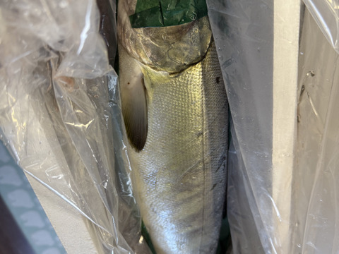 匠の活〆！秋サケ　メス2.5㎏