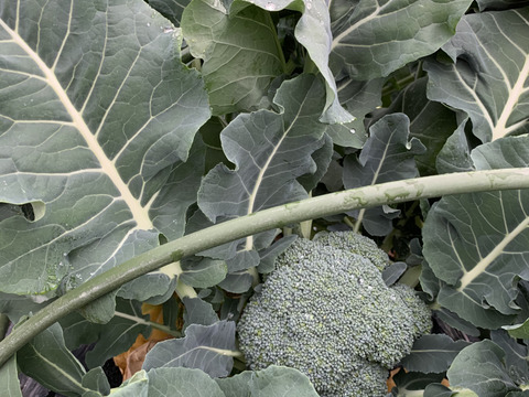 [宅送] 淡路島からのブロッコリー2株🥦 特別栽培農産物：兵庫県産の 野菜