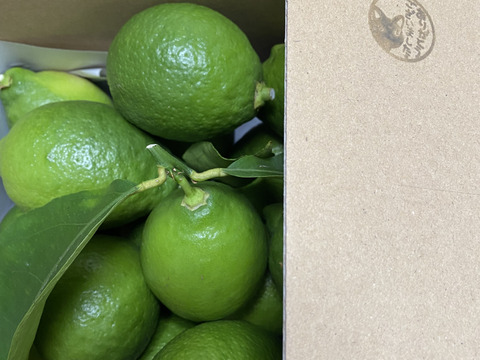 【栽培期間農薬不使用】大崎上島産レモン2kg