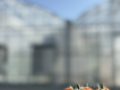 福島県大熊町産 ミニトマト食べ比べセット〈4品種・サンゴ砂礫農法〉800g〜3kg