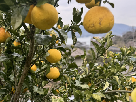 オオタチバナ（サワーポメロ）