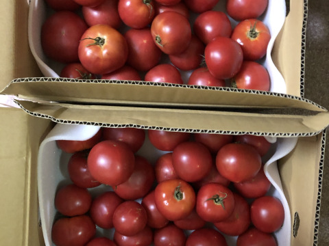 【訳有り品】規格外トマト約10.8キロ