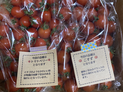 【食べ比べ 】食卓に笑顔を　ハートの様な形のトマトベリー＆ミニトマトのセット 1.5kg【千葉県旭市産】【トマト食べ比べ】