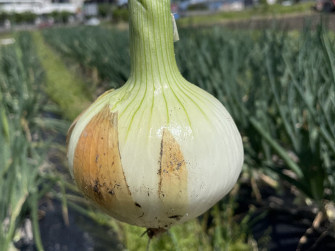 大玉新タマネギ スパート 農薬不使用・化学肥料不使用 箱込み5kg