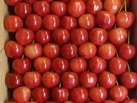 さくらんぼ贈答品1kg