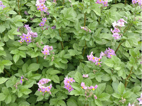 新ジャガ　キタアカリ　6kg