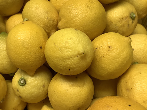 【国産レモン】イエローサブマリン〜♫国産レモン家庭用B品　　2kg