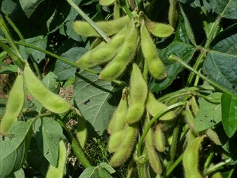 枝豆　枝付き　秘伝豆　（自然栽培）　1ｋｇ　出荷予定9/20-10上旬