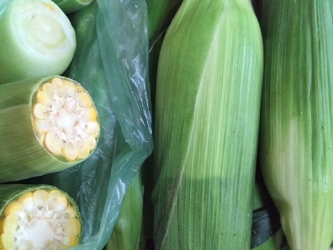 「美味しいとこ取り」 14本　 あま～～い！！【トウモロコシ】　☆ほしつぶコーン☆　艶やかイエロー　【朝どれ】【訳あり】