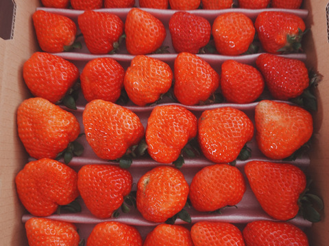 1度試したら2度買いたくなるイチゴ「アスカルビー(3L以上)」（1.3kg）
