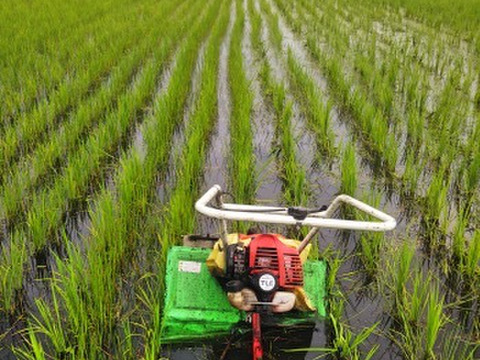 【令和5年産米】栽培期間中肥料、農薬不使用の天日干し　あきたこまち玄米・10キロ