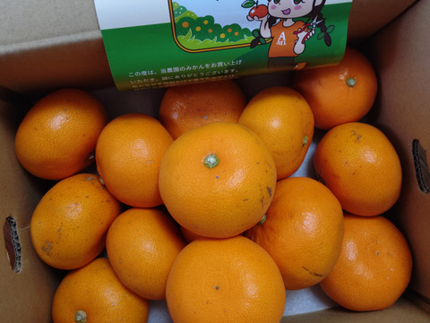 【 発送開始】代々橙せとか　家庭用３kg♪