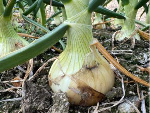 【予約】生産農家直送 淡路島産ブランド新玉ねぎ 『にじたま』超極早生品種 9kgダンボール入り（ご家庭用・30個前後） 使いやすいM・L・2L混在！≪水分量No1!!≫◎特別栽培　2月末頃から順次発送