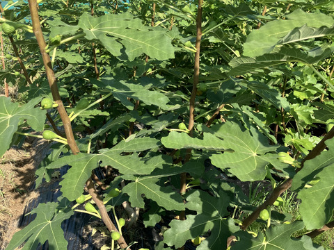 バナーネ　白いちじく　露地栽培　化学肥料農薬不使用　予約販売　順次配送